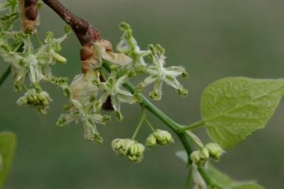 Celtis laevigata (Sugarberry), flower, throat