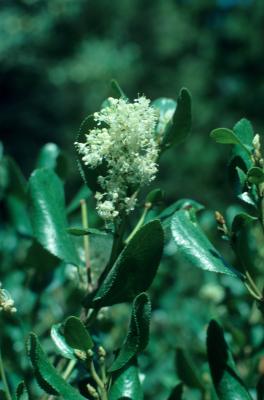 Ceanothus velutinus (Tobacco Brush), inflorescence