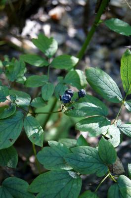 Caulophyllum thalictroides (Blue Cohosh), fruit, mature