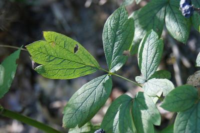Caulophyllum thalictroides (Blue Cohosh), leaf, upper surface