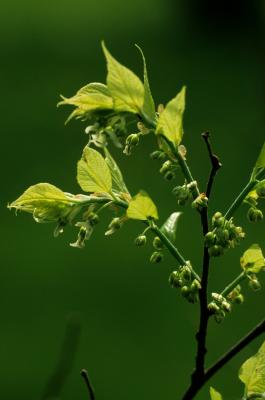 Celtis occidentalis (Hackberry), flower, pistillate