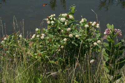 Cephalanthus occidentalis (Buttonbush), habitat, habit, summer