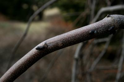 Cercis canadensis 'Covey' (LAVENDER TWIST® Redbud PP10328), bark, twig