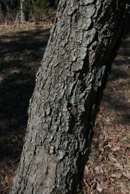 Cercis canadensis f. alba (Whitebud), bark, trunk