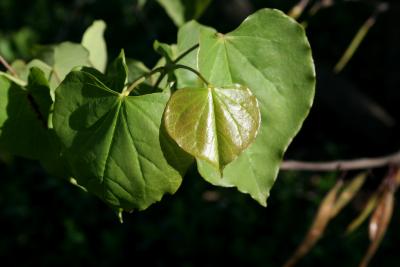 Cercis canadensis (Redbud), leaf, spring