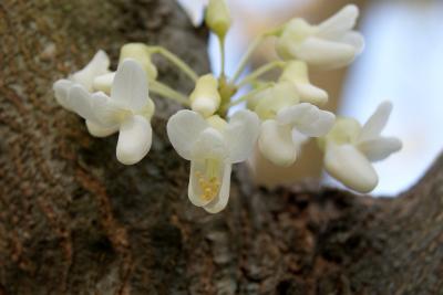 Cercis canadensis f. alba 'Royal White' (Royal White whitebud), flower, throat