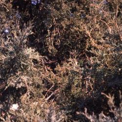 Juniperus virginiana ‘Grey Owl’ (Grey Owl eastern red-cedar), leaves and twigs
