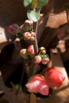 Chaenomeles ×superba 'Texas Scarlet' (Texas Scarlet Flowering Quince), bud, flower