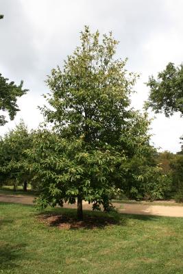 Castanea mollissima (Chinese chestnut), habit, summer