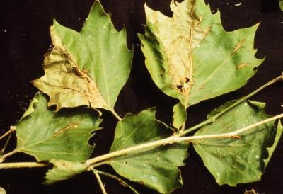 Platanus (planetree), leaves affected by anthracnose