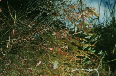 Chamaedaphne calyculata (Leatherleaf), habit, fall
