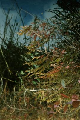 Chamaedaphne calyculata (Leatherleaf), habit, fall