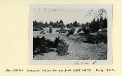 Evergreen Collection south of Hedge Garden