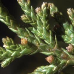 Juniperus virginiana var. crebra (eastern red-cedar), leaves and male cones