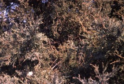 Juniperus virginiana ‘Grey Owl’ (Grey Owl eastern red-cedar), leaves and twigs
