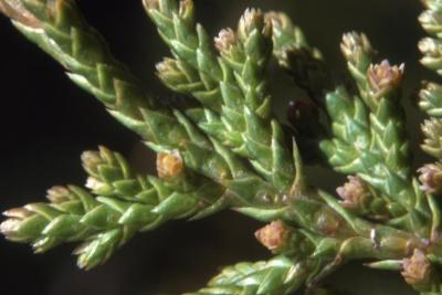 Juniperus virginiana var. crebra (eastern red-cedar), leaves and male cones