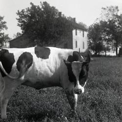 Lisle Farms registered Holstein bull at Schroeder Farm