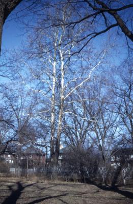Platanus occidentalis (sycamore), bare double-trunked tree