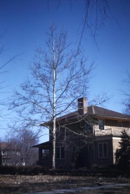 Platanus occidentalis (sycamore), bare tree near residence