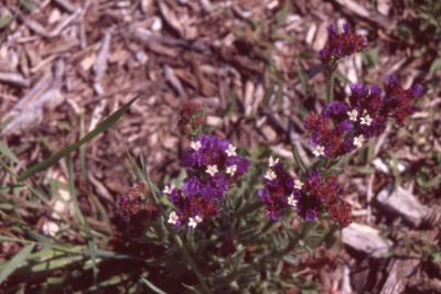 Limonium sinuatum (L.) Mill. (wavyleaf sea lavender), flowers