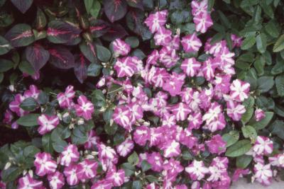 Impatiens walleriana 'Pink and White', flowers 