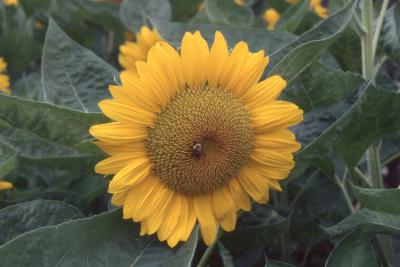 Helianthus annuus L. (common sunflower), flower
