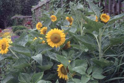 Helianthus annuus L. (common sunflower), form