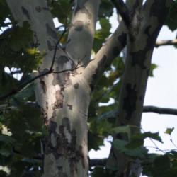 Platanus occidentalis (sycamore), shedding bark on trunks and branches
