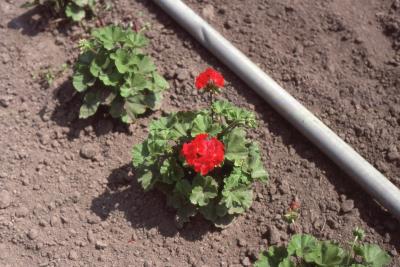 Pelargonium 'Red Elite' (elite series geranium), form 