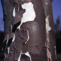 Platanus occidentalis (sycamore), bark and exposed trunk
