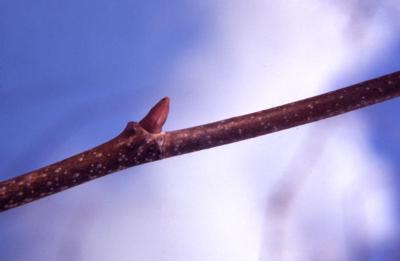 Platanus occidentalis (sycamore), twig and lateral bud