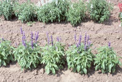 Salvia farinacea ‘Victoria Blue’ (Victoria blue mealycup sage), form