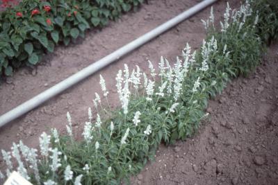 Salvia farinacea 'Argent' (mealycup sage), form