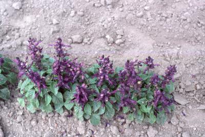 Salvia splendens 'Empire Purple', form
