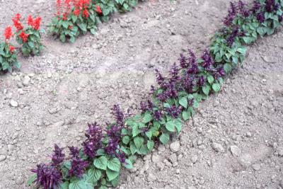 Salvia splendens 'Violet Flame', form