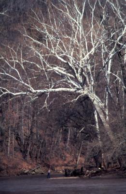 Platanus occidentalis (sycamore), bare tree along river bank