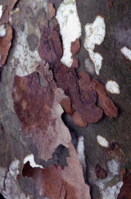Platanus occidentalis (sycamore), bark