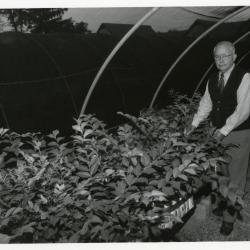 George Ware with elm seedlings in quonset hut