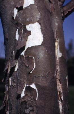 Platanus occidentalis (sycamore), bark and exposed trunk