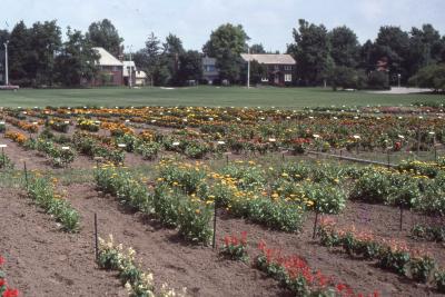  University of Illinois Trial Garden