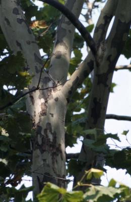 Platanus occidentalis (sycamore), shedding bark on trunks and branches