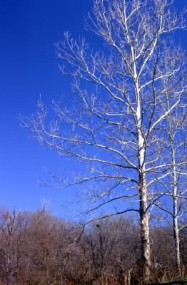 Platanus occidentalis (sycamore), two tall bare trees