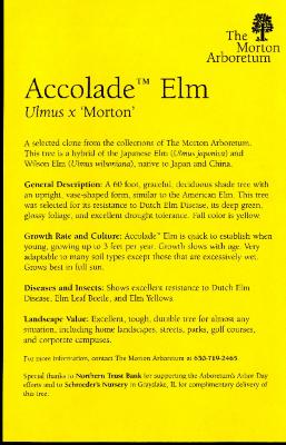 Accolade Elm Ulmus x 'Morton' Leaflet