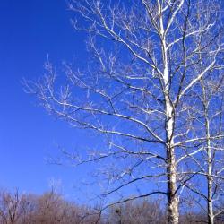 Platanus occidentalis (sycamore), two tall bare trees