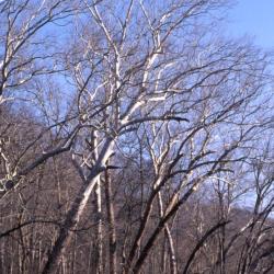 Platanus occidentalis (sycamore), bare trees near creek