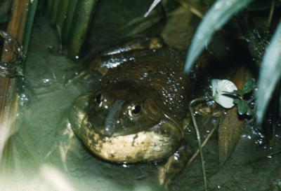 Rana catesbeiana (American Bullfrog) 