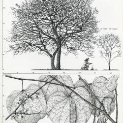 Tree Portrait: Cercis canadensis