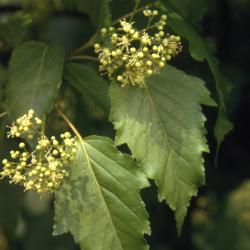 Acer ginnala (Amur maple), flower