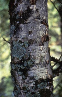 Betula microphylla Bge. (little-leaved birch), trunk 