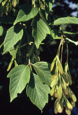 Acer negundo (boxelder), fruit and leaves